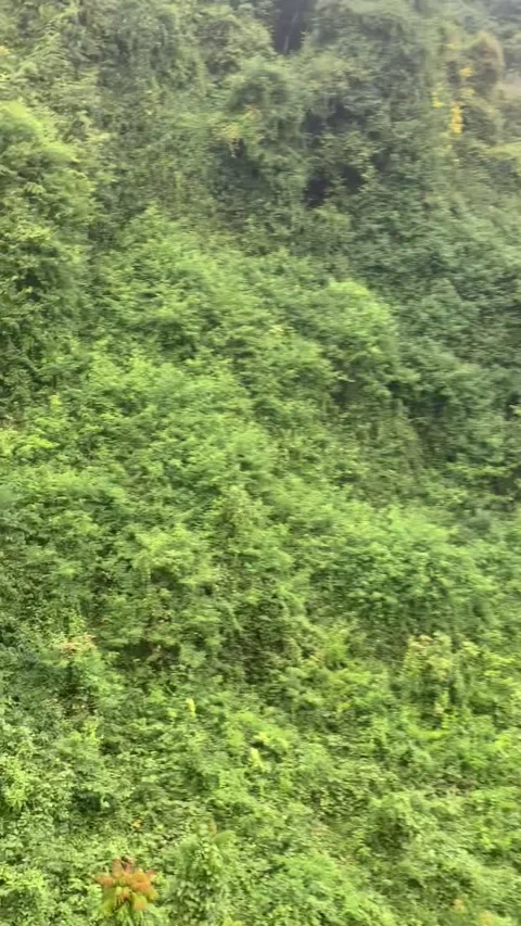 Ziplining in Vang Vieng Vidéo 343320298