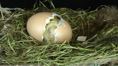 Zipped egg HD 動画素材 8663890