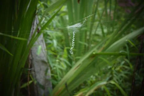 Zipper Spider's Web Stock Photos
