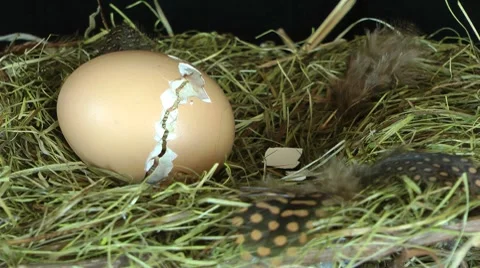 Zipping egg 動画素材 8519534