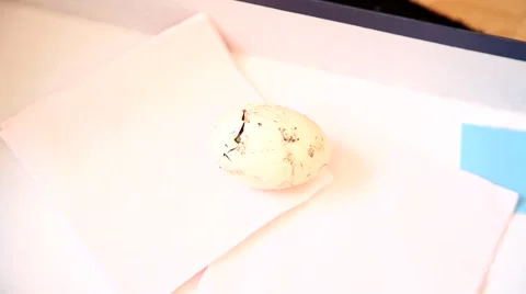 Zipping egg of a newborn chick being born Video stock 50039174