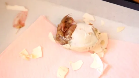 Zipping egg of a newborn chick being born Video stock 50039258
