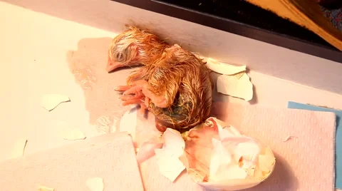 Zipping egg of a newborn chick being born Video stock 50039371