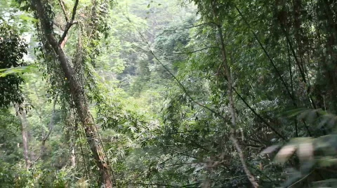 Zipping through the rainforest canopy Stock Footage 664280