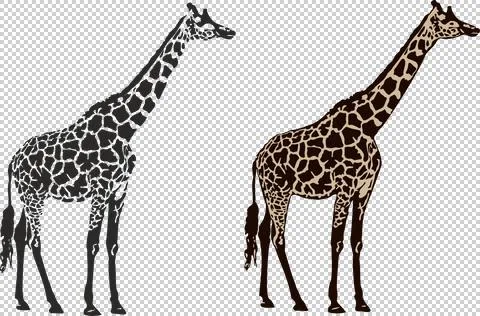 Zirafa Stock Illustration