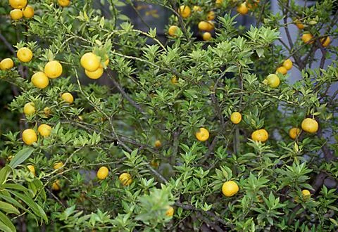 Zitrusbaum Stock Photos