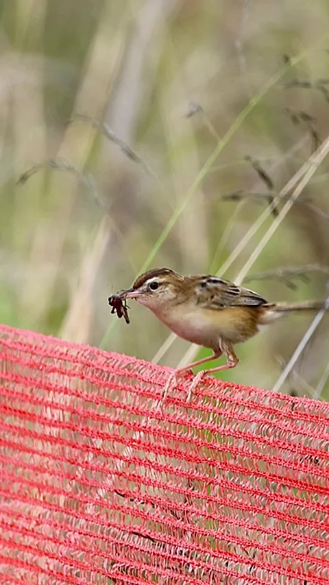 Zitting Cisticola with Insect for Its Chicks in Early Summer Japan Audio Incl Stock-Footage 340878939