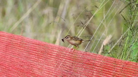 Zitting Cisticola with Insect for Its Chicks in Early Summer Japan Audio Incl,4K 库存影片 340878941