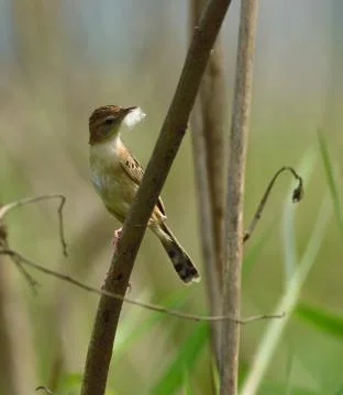 Zitting cisticola in perch with nesting materials Stock Photos