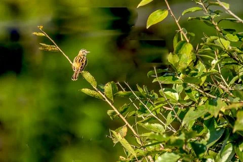 Zitting Cisticola Stock Photos