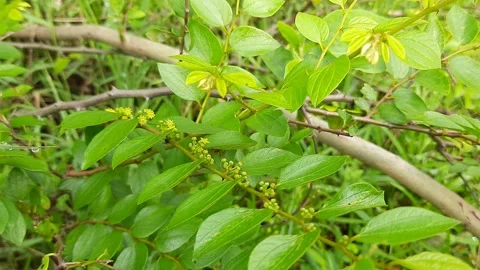 Ziziphus mauritiana flowers. Stock Footage 161572653