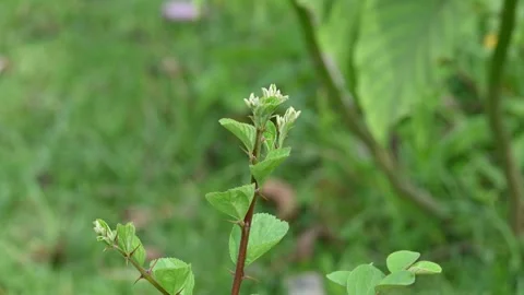 Ziziphus mauritiana tree. 動画素材 311644147
