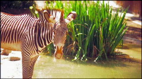 Zm21 Stock Footage 681776