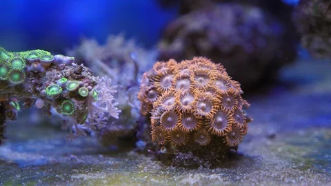 Zoa Stock Footage 102977879