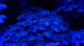 Zoantharia close up with blue illumination HD Footage