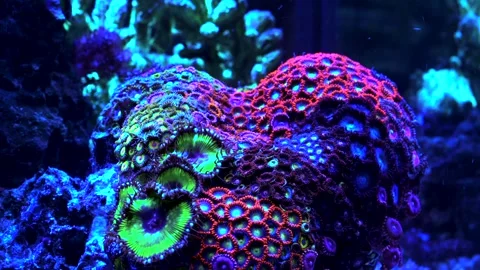Zoanthid colony 4k 9sec. Stock Footage 293349697