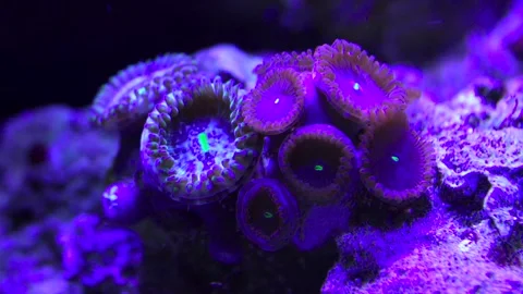 Zoanthids coral time lapse 4k 6 sec. Stock-Footage 293349667