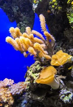 Zoanthids (Zoantharia also called Zoanthidea), sea anemones in a marine aqu.. Stock Photos