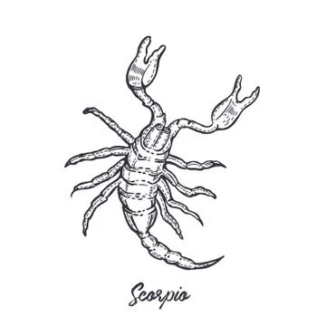 Zodiac sign Scorpio. The symbol of the astrological horoscope. Stock Illustration