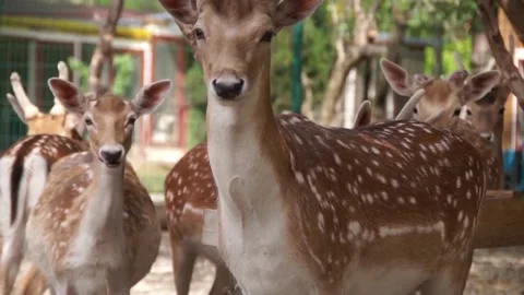 "Zombie deer disease" is spreading in North America Stock Footage 259877864
