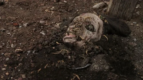 ZOMBIE HEAD Stock Footage 172223956