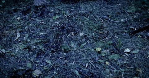 Zombie risen from the grave Stock Footage 116878822