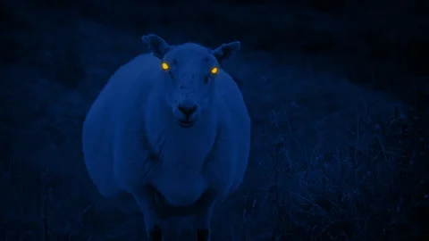 Zombie Sheep With Glowing Eyes At Night Stock Footage 340144148
