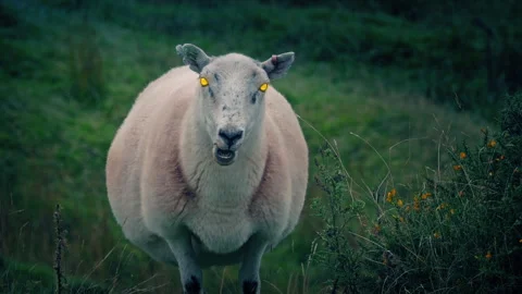 Zombie Sheep Looking Forward With Glowing Eyes Stock Footage 336963004