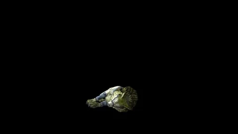Zombie Wolf KT  down loop  black background animation 3D rendering Stock Footage 292473605