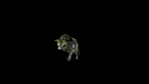Zombie Wolf KT idle ear scratching  black background animation 3D renderin Stock Footage 296228300