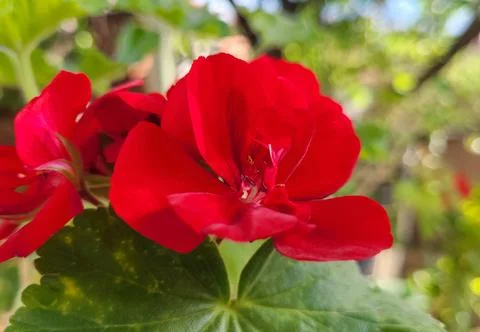 Zonal geranium close up (Pelargonium hortorum) Stock Photos