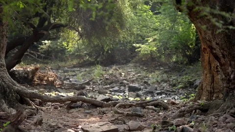 Zone 4 Corridor Ranthambore, Ancient River Bed Jungle Path, Cinematic Rajasthan Vídeos de archivo 329951158