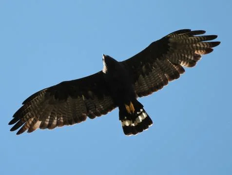 Zone-tailed Hawk in Flight Stock Photos