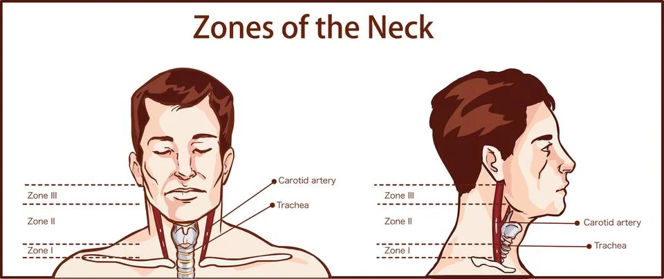 Zones of the Neck Vector ?llustration Illustrazione stock
