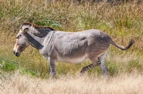 Zonkey, a cross between a donkey mare and zebra stallion Stock Photos