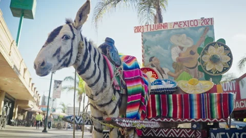 Donkey Show Tijuana Footage