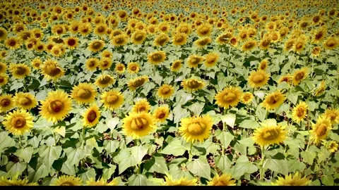 Zonnebloemenveld 스톡 동영상 143007722