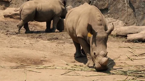 Zoo animal rhinoceros Stock Footage