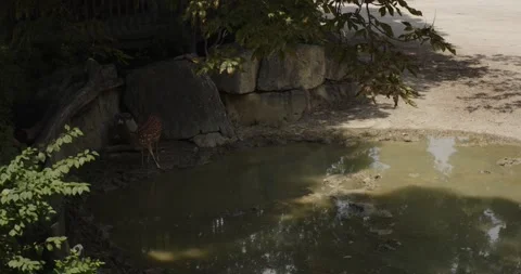 Zoo animals Stock Footage 200975740