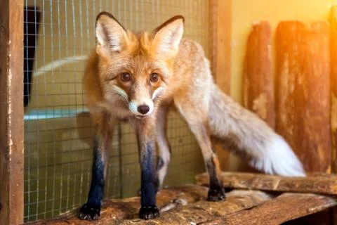 Zoo animals Stock Photos