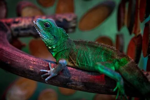 Zoo animals Stock Photos