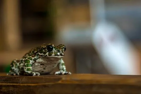 Zoo animals Foto stock