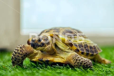 Zoo animals Stock Photos