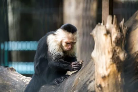 Zoo animals Stock Photos