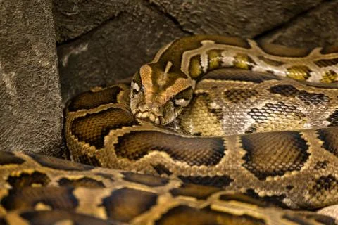Zoo animals Foto stock