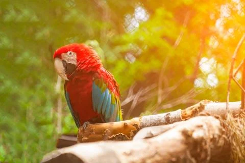 Zoo animals Stock Photos
