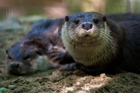 Zoo animals Foto stock