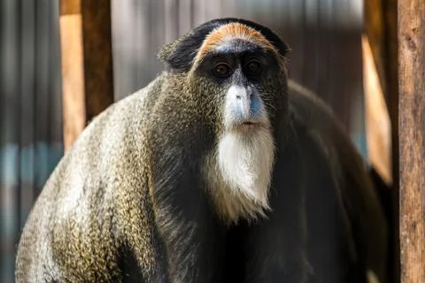 Zoo animals Foto stock