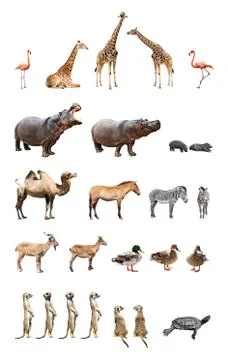 Zoo animals Foto stock