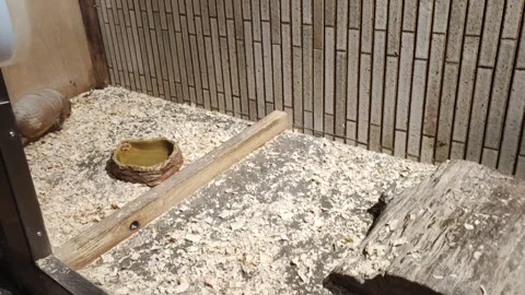 In the zoo, armadillo runs in aviary. Stock Footage 262572851